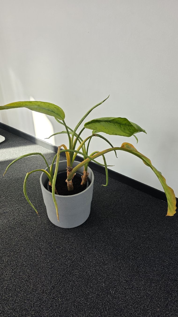 Plantes & graines: Zimmerpflanze im Topf – D'occasion à Sirnach par adr_bc59 1