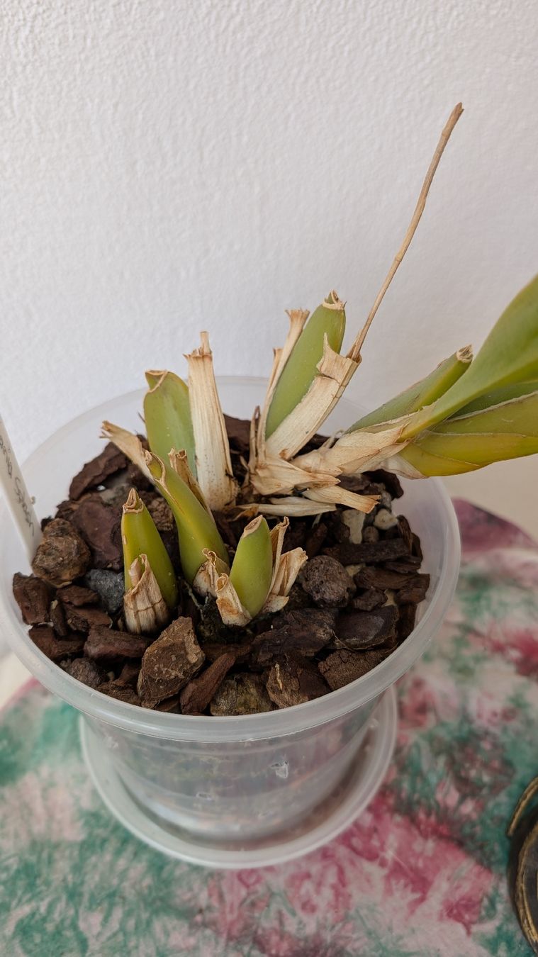 Pflanzen & Samen: Miltonia 'Splash' Orchidee – Gebraucht aus Untervaz von Lyraia 2