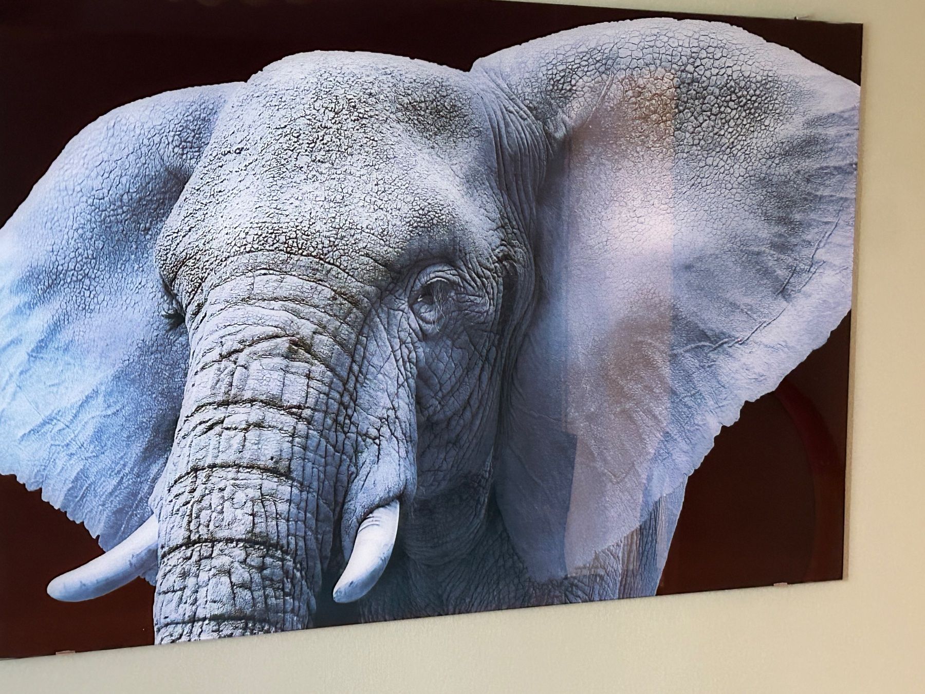 Foto & Immagini: Fotodruck auf Glas Elefant – Usato da Zuchwil venduto da bea_tl7p 1
