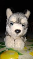 Süsser Husky Stoffhund sucht neues Zuhause, Top Zustand!