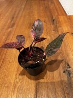 Philodendron Pink Princess Galaxy 🩷