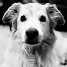 Profile image of tofi