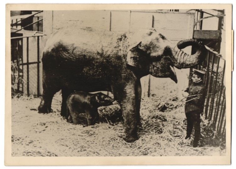 Photos & affiches: Fotografie Atlantic, Elefant wird in ein – D'occasion à Berlin par bartko-reher