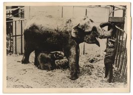 Fotografie Atlantic, Elefant wird in ein