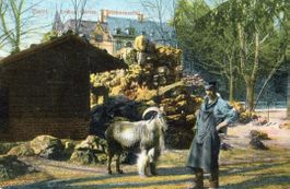 Basel  BS  -  Zoologischer Garten - Mähnenschaf   um 1 9 0 7