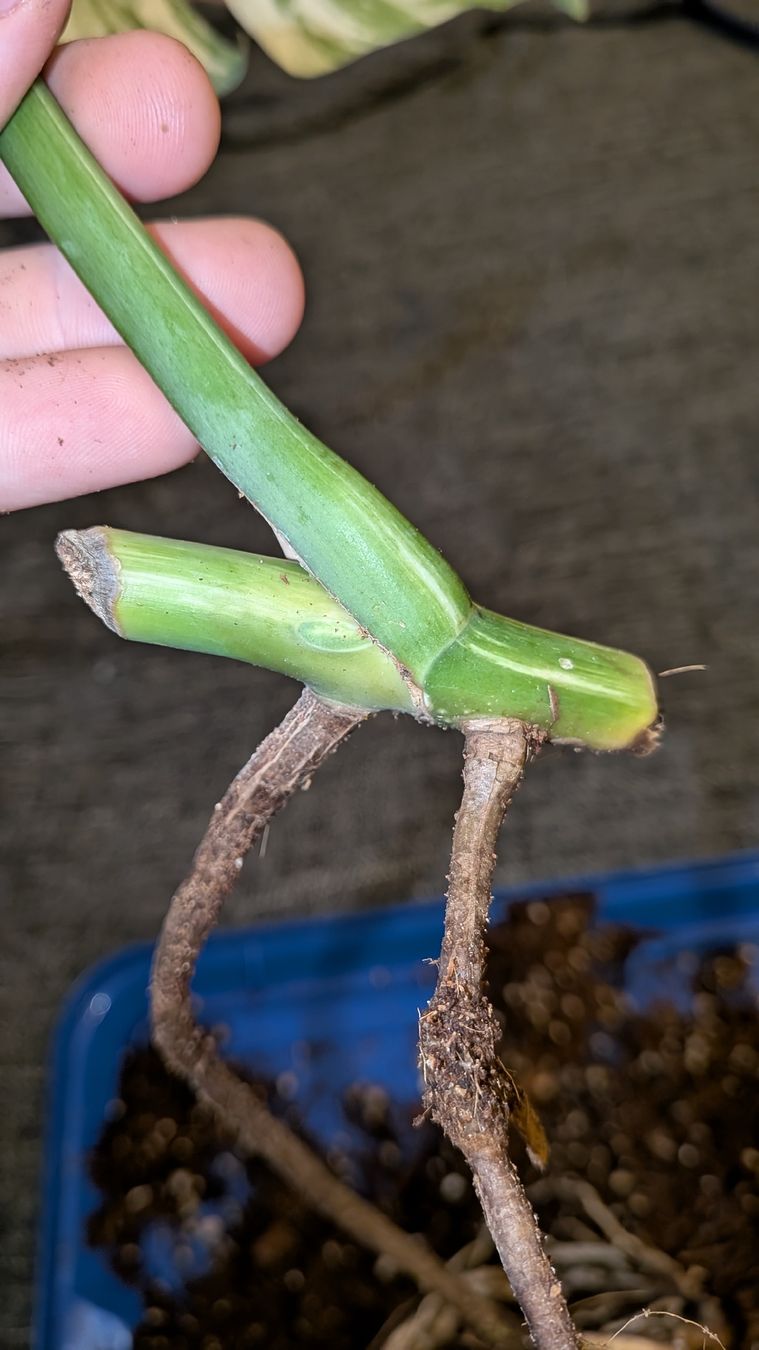 Piante & sementi: Monstera Deliciosa Variegata Steckling – Usato da Altbüron venduto da luc_b7f5 2