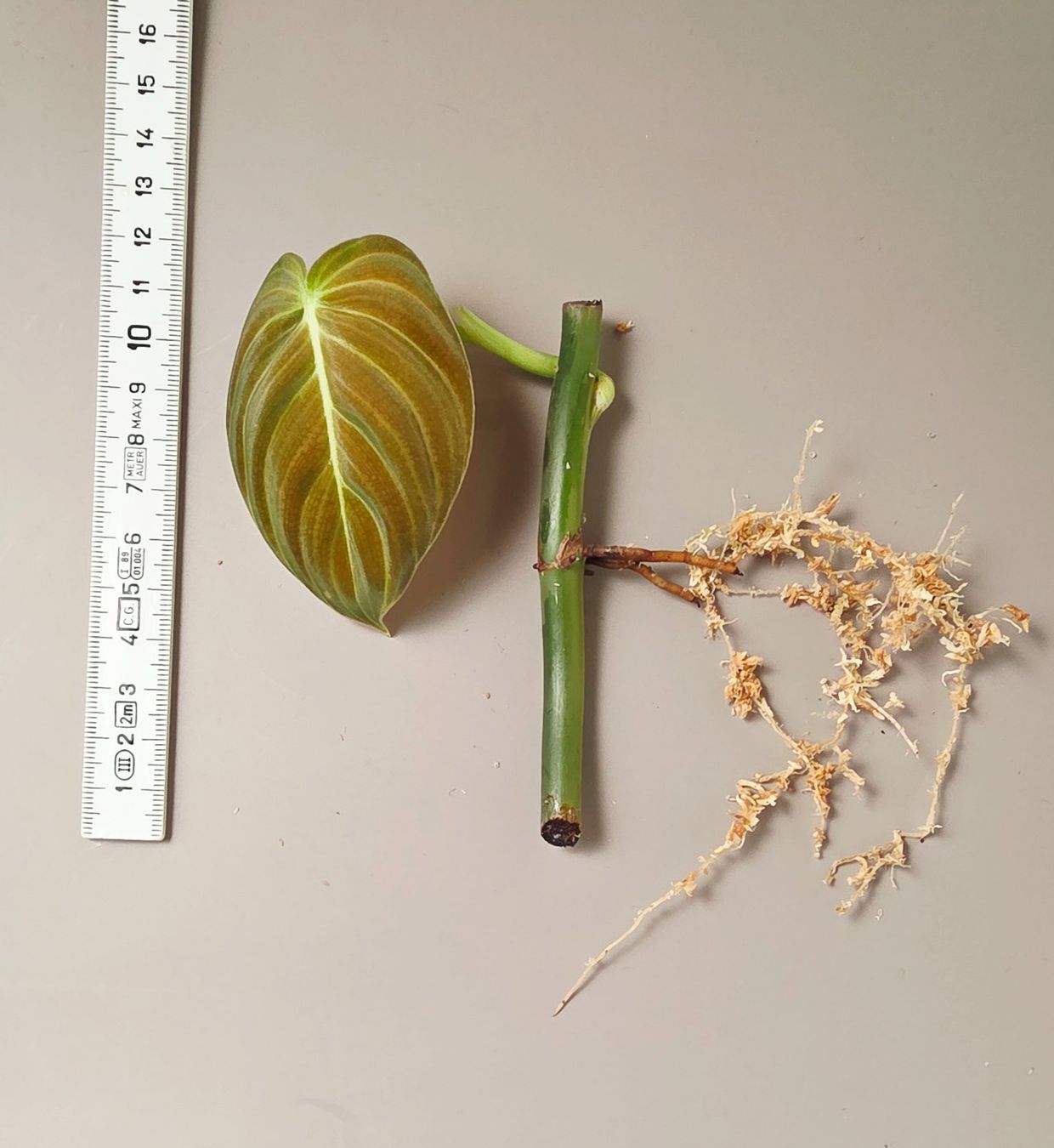 Piante & sementi: Philodendron melanochrysum Stammsteckling – Nuovo (secondo la descrizione) da Gerolfingen venduto da Azora 3