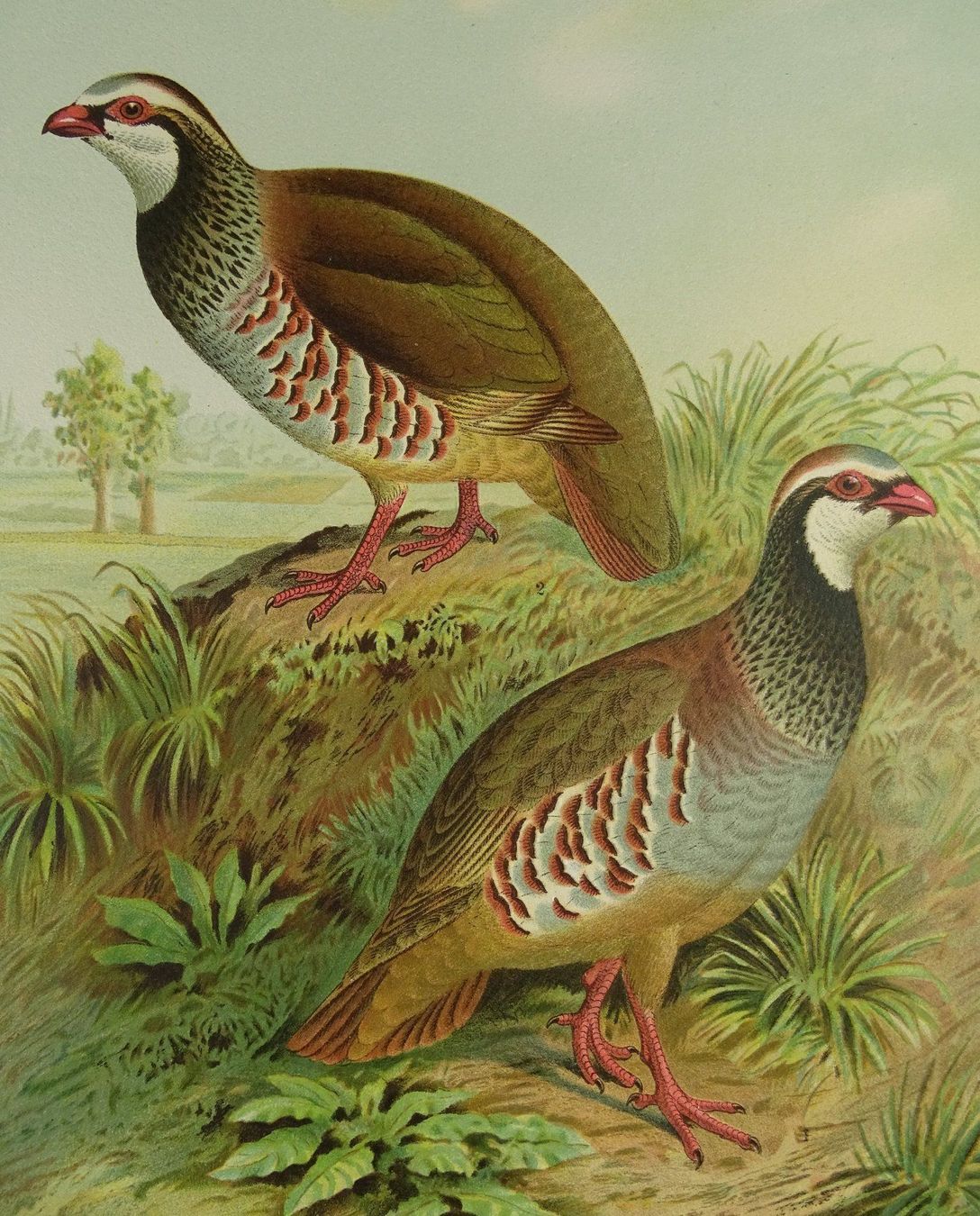 Grafica & Litografie: ROTHUHN, CHROMOLITHOGRAPHIE UM 1900 – Usato da Grüningen venduto da Kartensammler 3