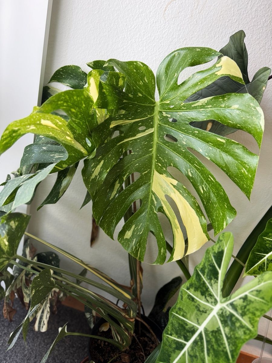 Piante & sementi: Monstera Thai Constellation – Nuovo (secondo la descrizione) da Bern venduto da Lucas_Ma 2
