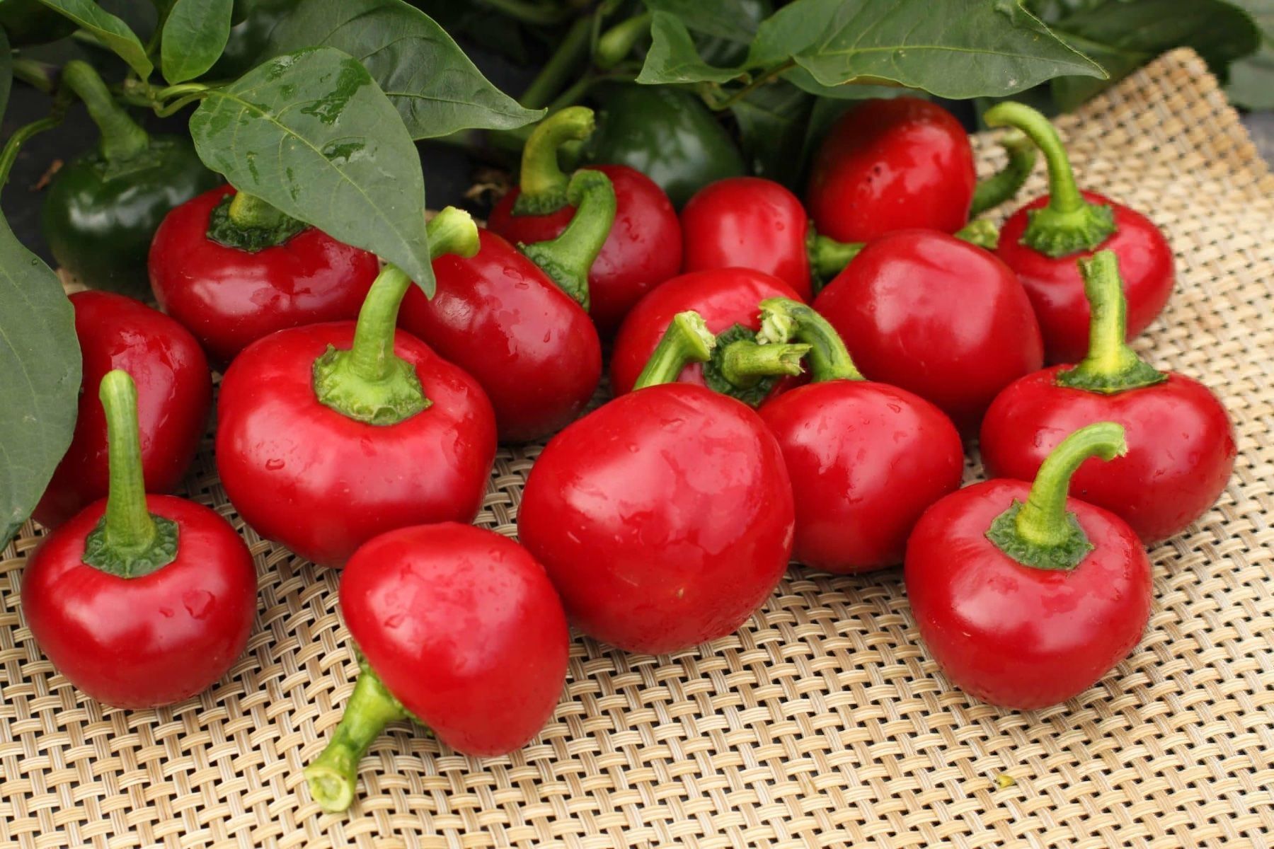 Piante & sementi: 100 Cherry Chili Kirchchili Samen – Nuovo (secondo la descrizione) da Ehrendingen venduto da VerveinaSamen 9
