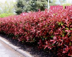 30 Stk Photinia Red Robin gesunde Heckenpflanzen 20–30 cm