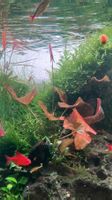 Nymphaea rubra Seerose fürs Aquarium