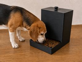 Futterspender für Hunde und Katzen