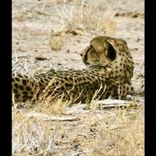 Profile image of Zambesi