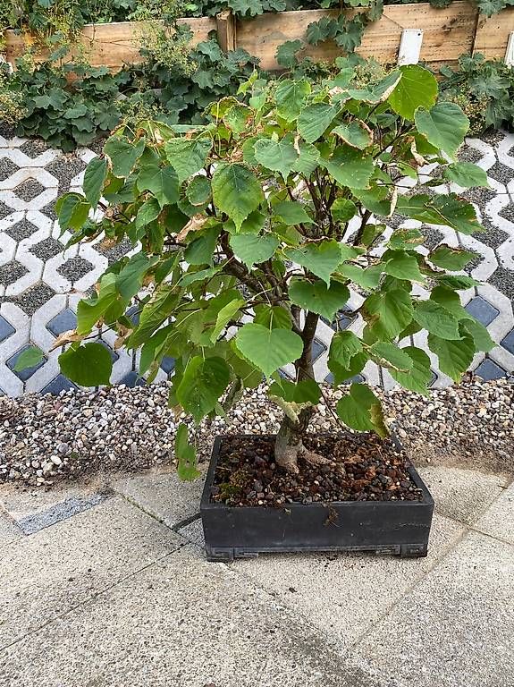 Pflanzen & Samen: Bonsai Linde mit Original-Bonsaischale – Gebraucht aus Allenwinden von guetzli20
