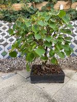 Bonsai Linde mit Original-Bonsaischale