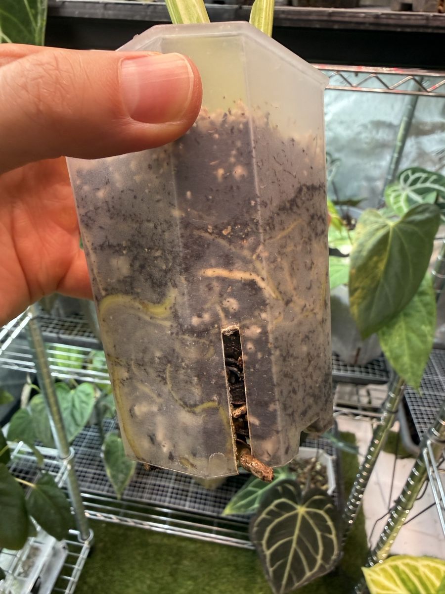 Piante & sementi: Monstera Electrolyte – Usato da Morlon venduto da lucius.greenery 4