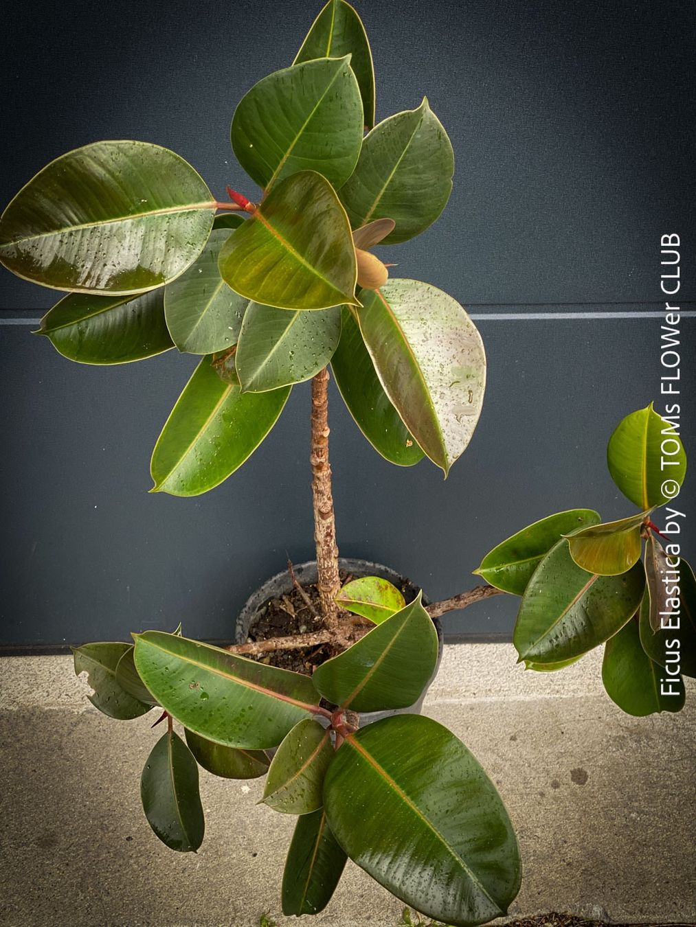 Piante & sementi: Ficus Elastica - satt grünes Gummi-Baum – Nuovo e nell'imballaggio originale da Adliswil venduto da astom369 2