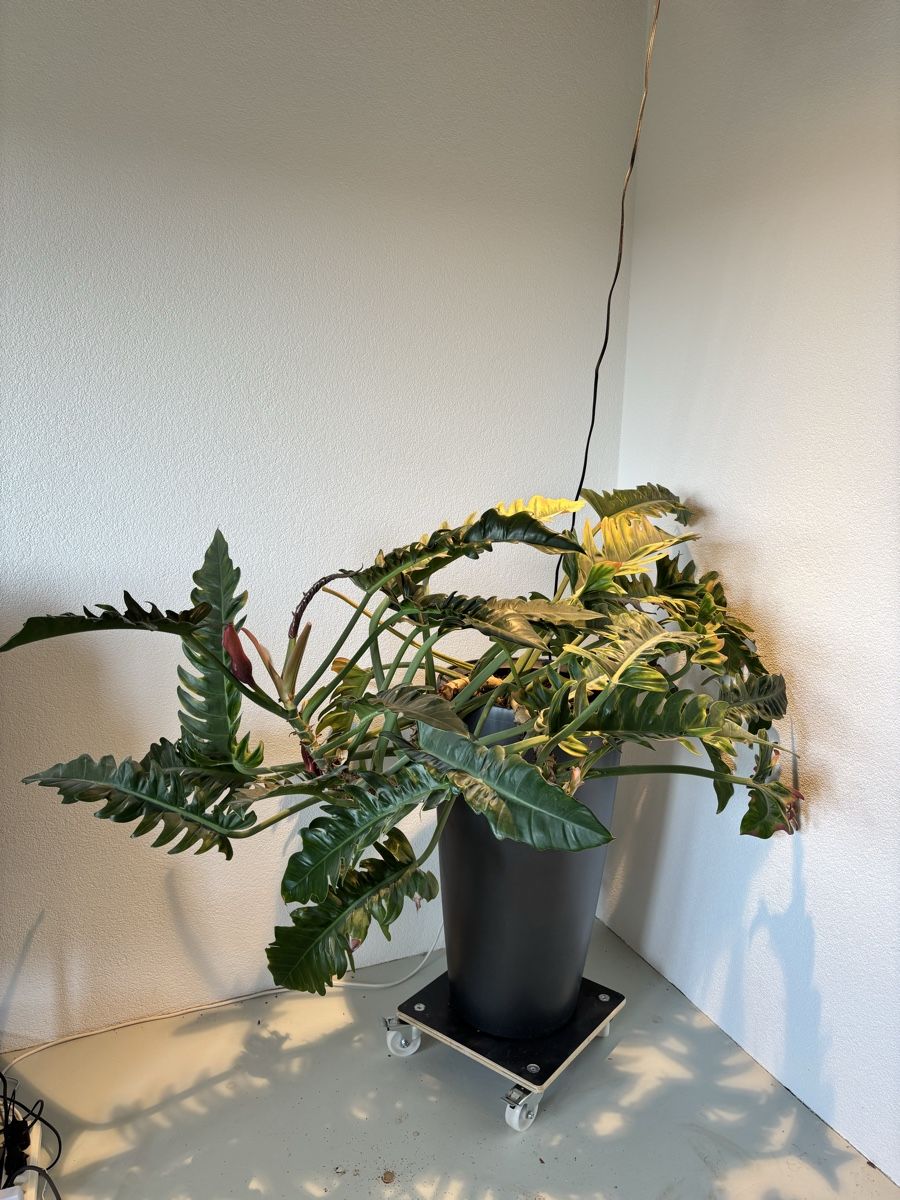 Plantes & graines: Philodendron – D'occasion à Lohn-Ammannsegg par nathaty