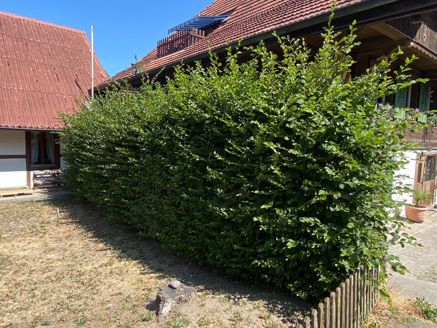 Pflanzen & Samen: hecke / sichtschutz / buche / laub – Gebraucht aus mühleberg von Nothelle 1