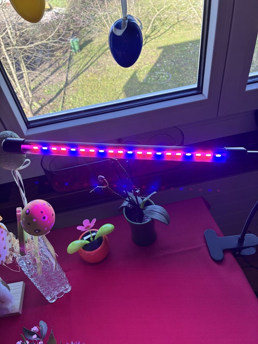 Lampade: Pflanzenlampe – Usato da Steinach venduto da cgo_29jv