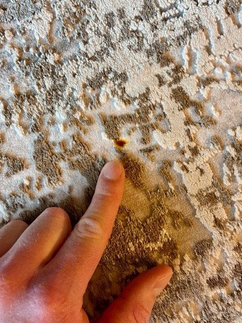 Tappeti: Teppich Dieter Knoll Isabelle 200/290cm – Nuovo (secondo la descrizione) da Eggenwil venduto da desibetschart 8