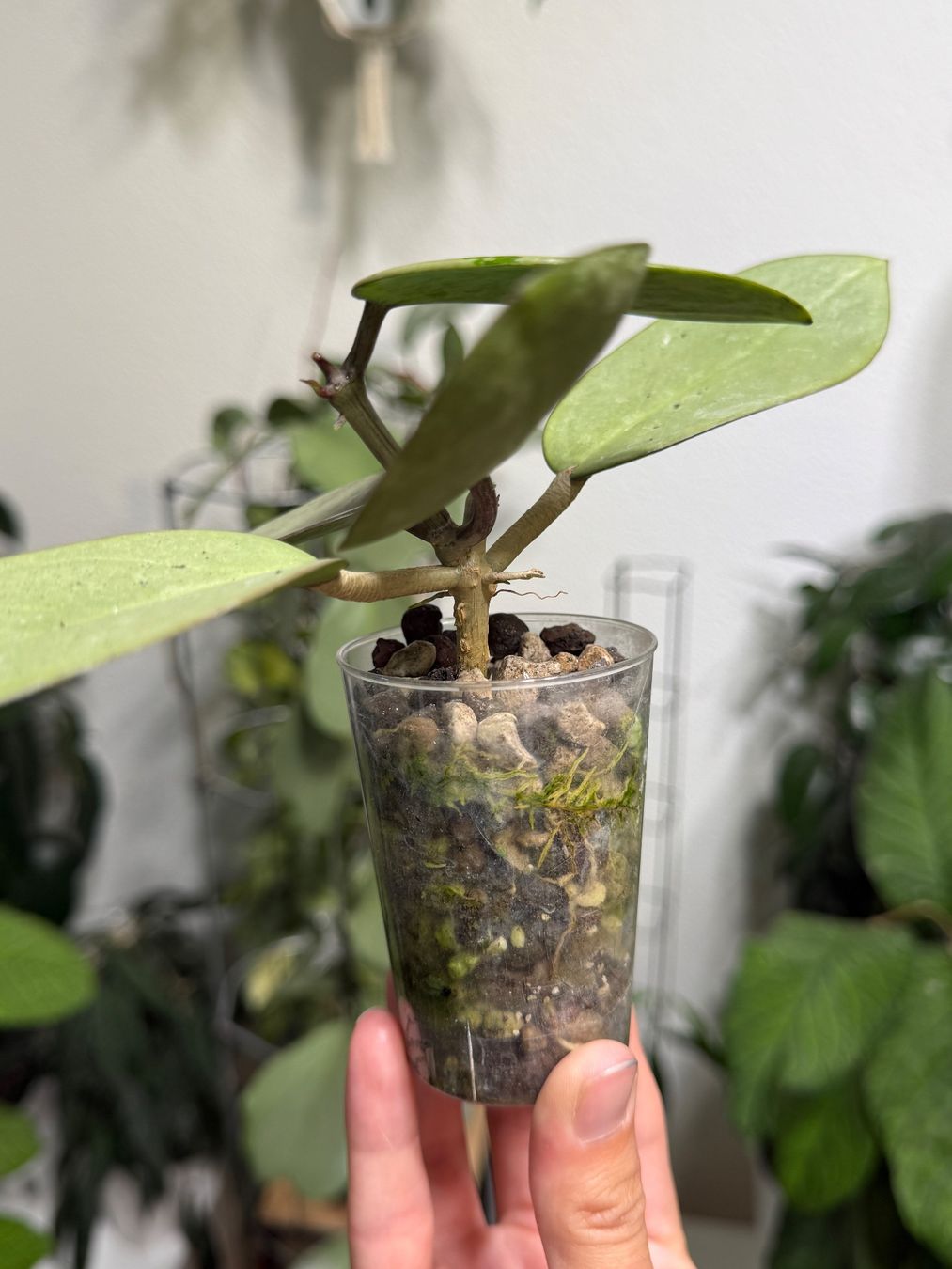 Plantes & graines: Hoya Silver Dollar ✨ – Neuf (Voir description) à Bachenbülach par ilawega 1
