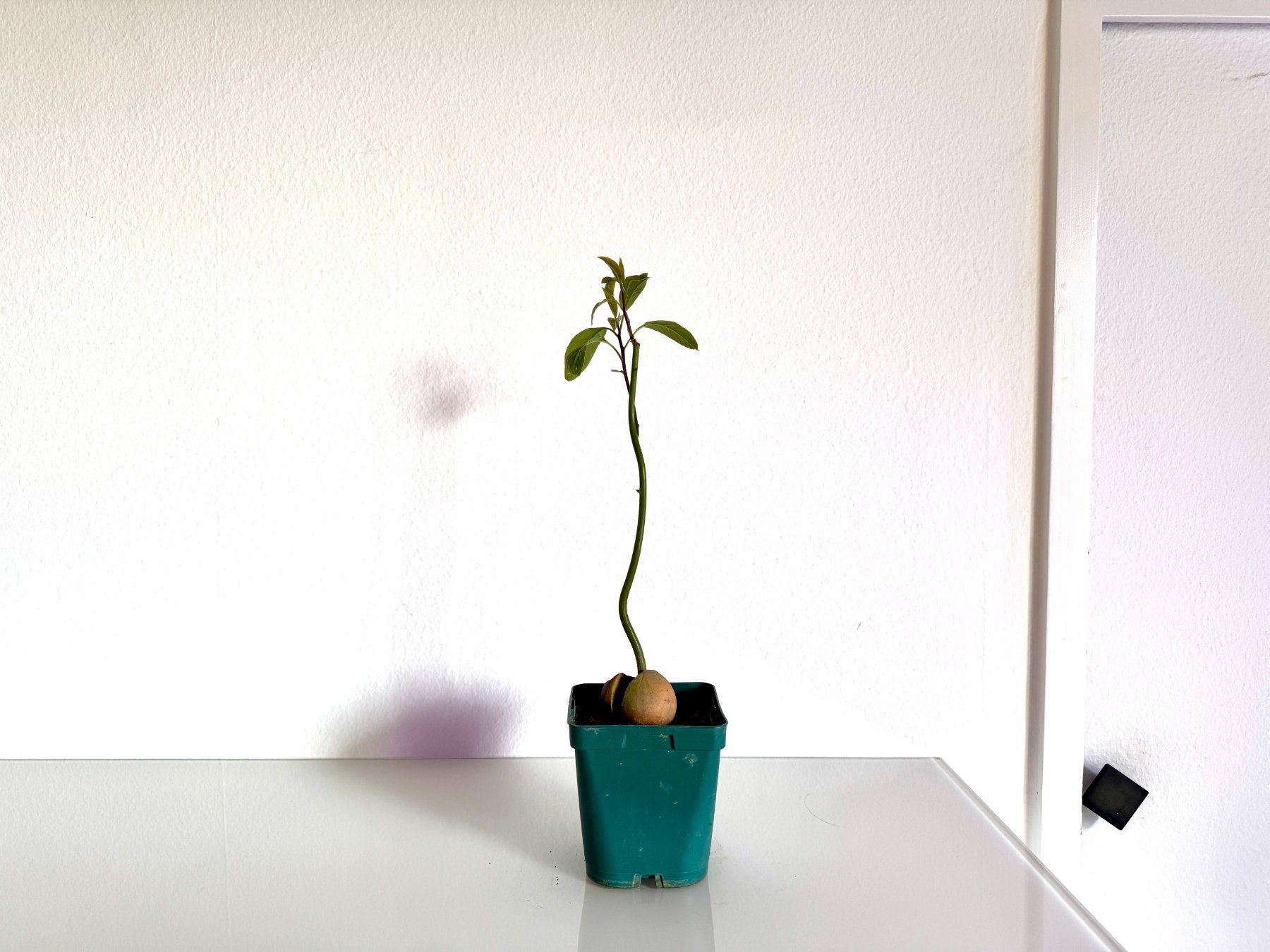 Plantes & graines: Avocado Baum (wiggle trunk) – D'occasion à Schlieren par Edgar_k 3