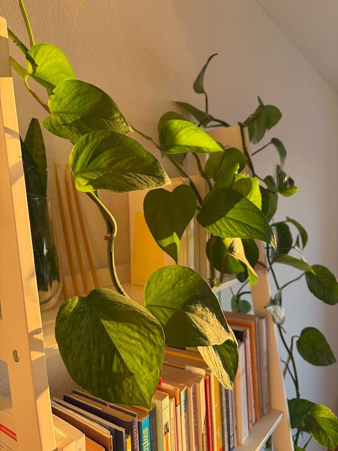 Piante & sementi: Pothos, sehr gesund 4m lang – Usato da Baar venduto da annasorbian 3