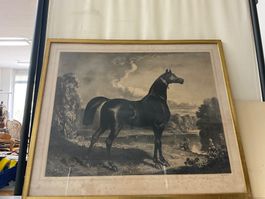 Antike Lithographie Pferd Rappe – Jos. Scholz Mainz um 1860