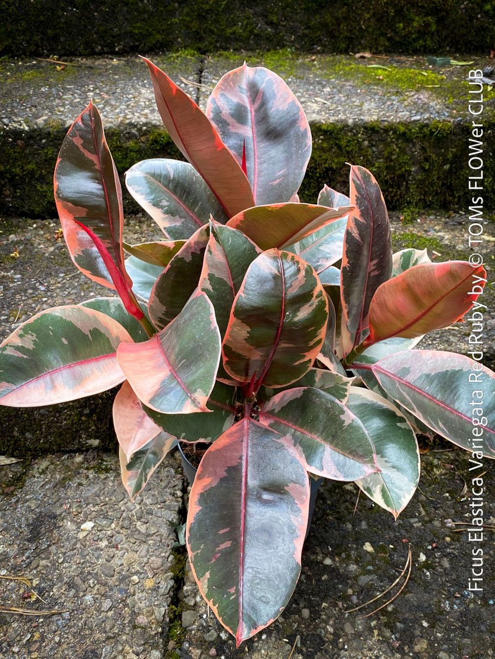Piante & sementi: Ficus Elastica Variegata Red Ruby mehrfach verzweigter Baum – Nuovo e nell'imballaggio originale da Adliswil venduto da astom369 5