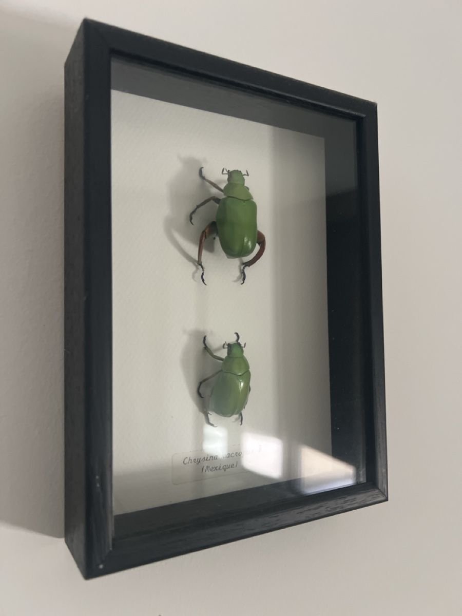 Tutte le decorazioni: Framed Beetles Collection Used – Usato da Luzern venduto da TIsabel 1