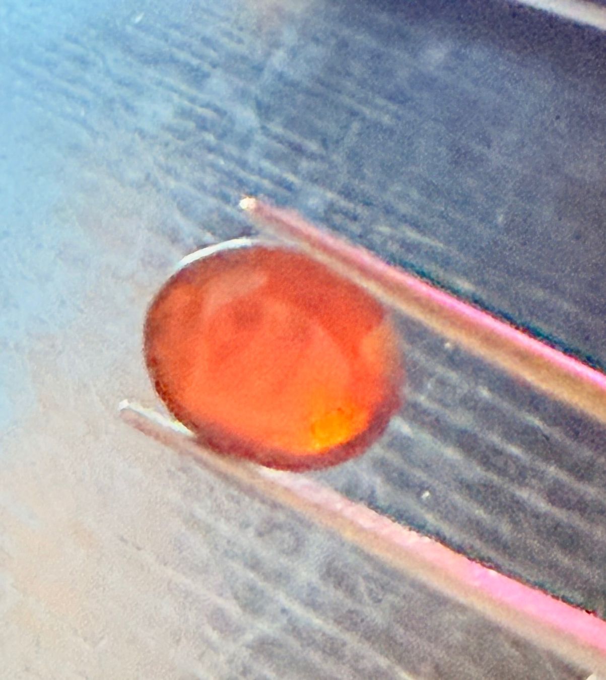 Pietre preziose: Natürlicher Pyrop Granat, 5,73ct, facettiert – Nuovo (secondo la descrizione) da Zuerich venduto da SonderArt-Wertgut 3