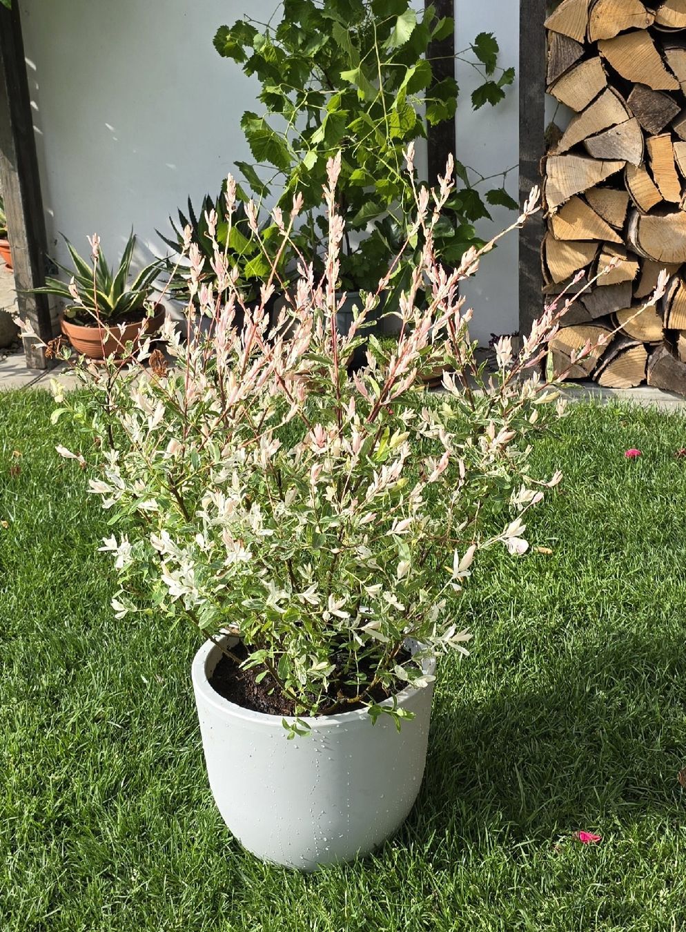 Pflanzen & Samen: Wunderschöne Salix integra Hakuro Nishiki – Neu (gemäss Beschreibung) aus Aarburg von popkorn65 3