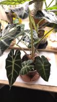 Alocasia Amazonica (plusieur rizhome vendu avec)