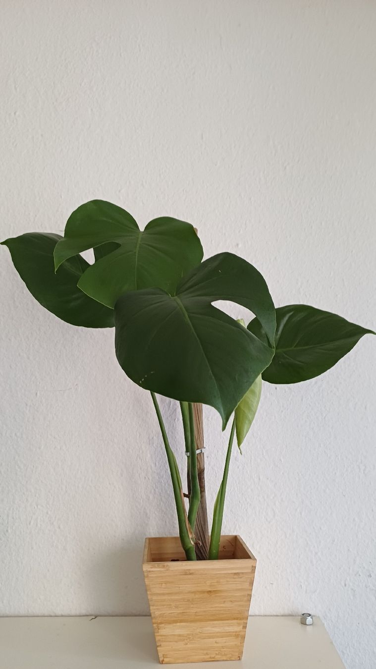 Plantes & graines: Monstera Deliciosa – D'occasion à Bern par uwi_8t7x 2