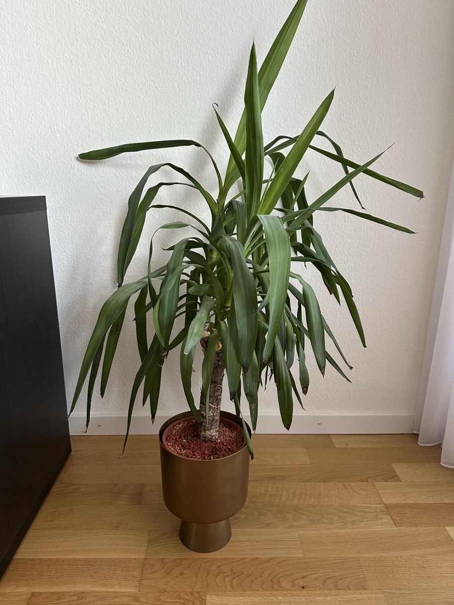 Piante & sementi: Yucca Palme top Zustand ca. 100 – Usato da Liestal venduto da Busra99