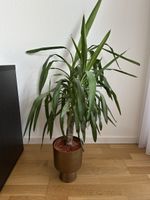 Yucca Palme top Zustand ca. 110cm