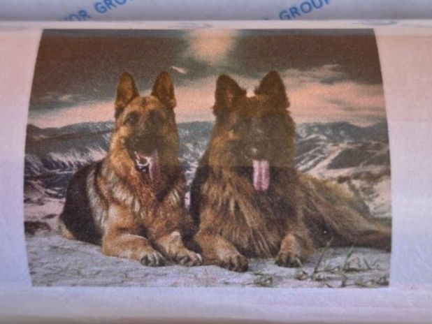 Kit bricolage: DIAMOND PAINTING SCHÄFERHUNDE – Nuovo e nell'imballaggio originale da Dintikon venduto da bonita099 1