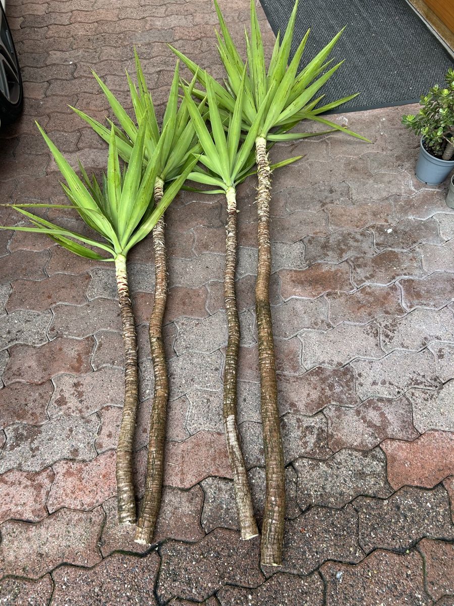 Plantes & graines: Yucca Ableger – D'occasion à Kirchleerau par Moritz15A