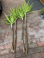 Yucca Ableger
