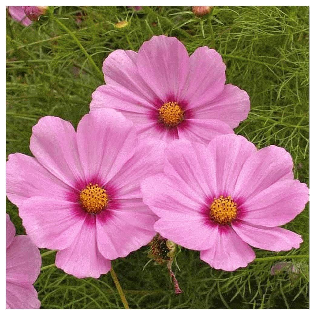 Piante & sementi: 100 Samen Cosmea GLORIA – Nuovo (secondo la descrizione) da Ehrendingen venduto da VerveinaSamen