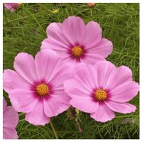 100 Samen Cosmea GLORIA