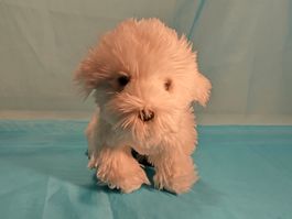 Scottish Terrier, Plüsch, 30cm