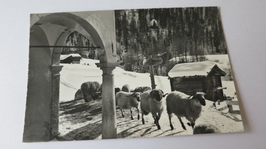 Ansichtskarten: Zermatt - Winkelmatten - Schafe - um ca. 1960 – Gebraucht aus Jona von centumprata