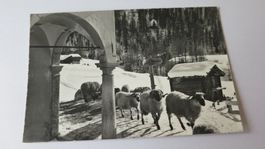 Zermatt - Winkelmatten - Schafe - um ca. 1960