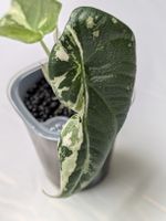 🌱 Alocasia Maharani Albo