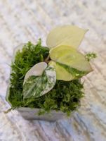 Anthurium Papillilaminum Var X Docblock Aurea Variegata