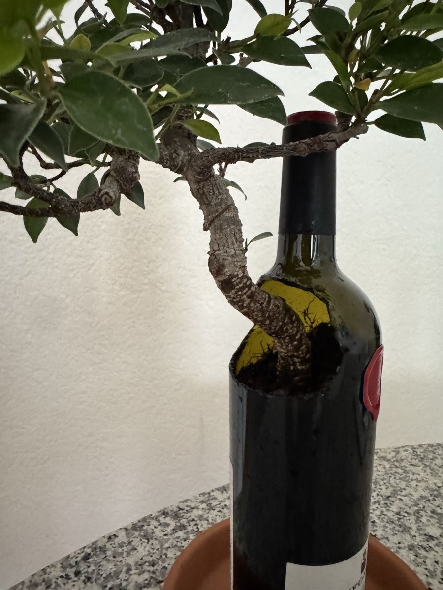 Piante & sementi: Ficus Bonsai in Weinflasche mit Untersetzer – Usato da Rümlang venduto da Gruseh.ch 2