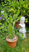 Kaktus, Opuntia brasiliensis, gelb blühend